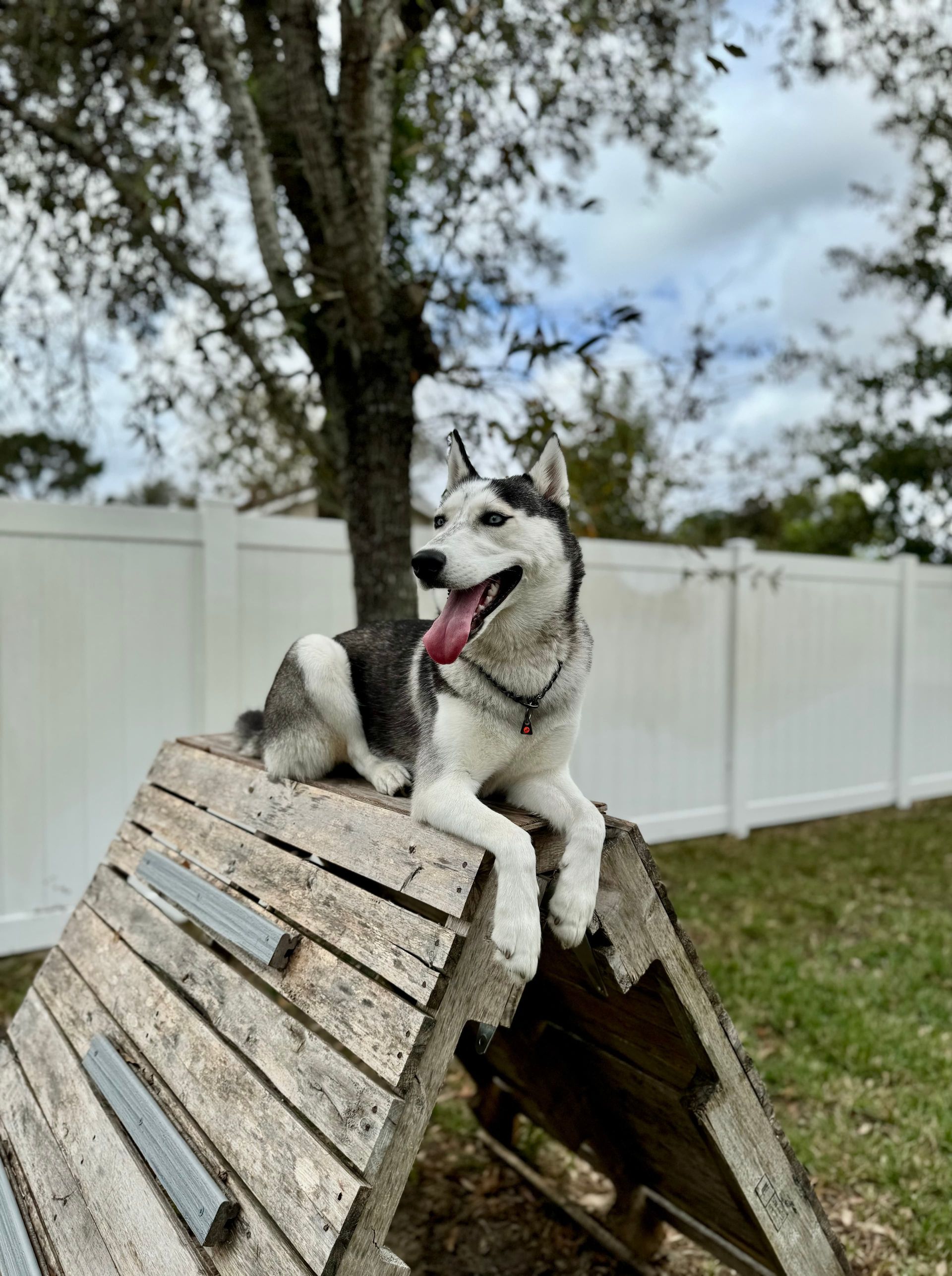 Siberian husky on a wooden agility ramp, panting outdoors by a white fence.