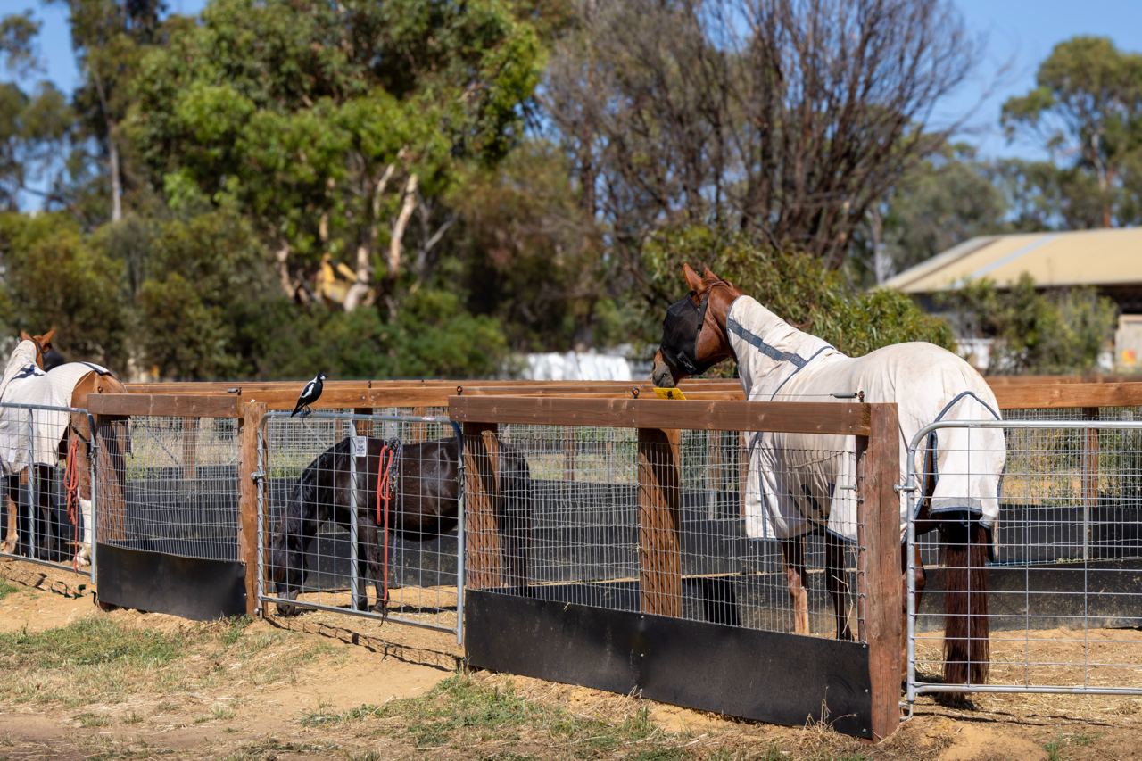 horse in a day yard