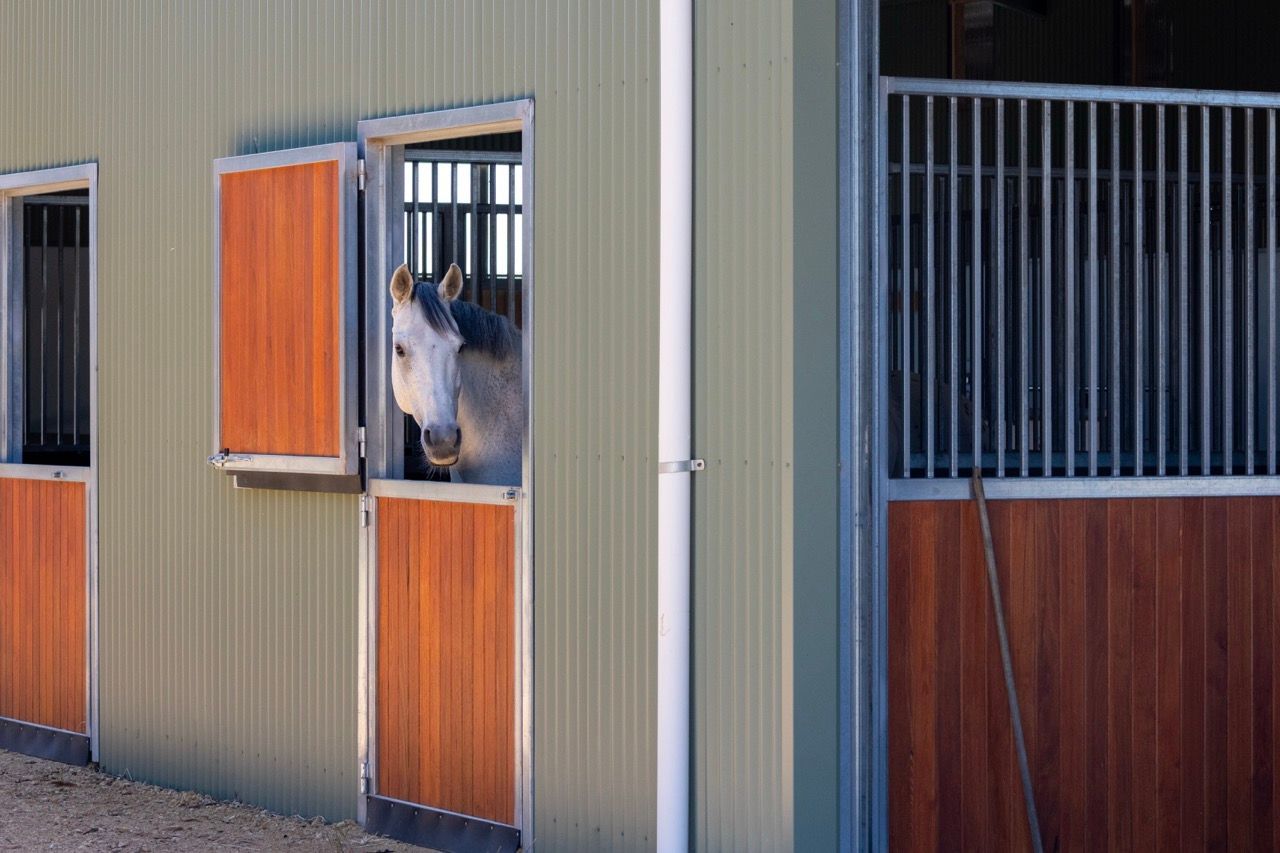 horse looking out fro the stable