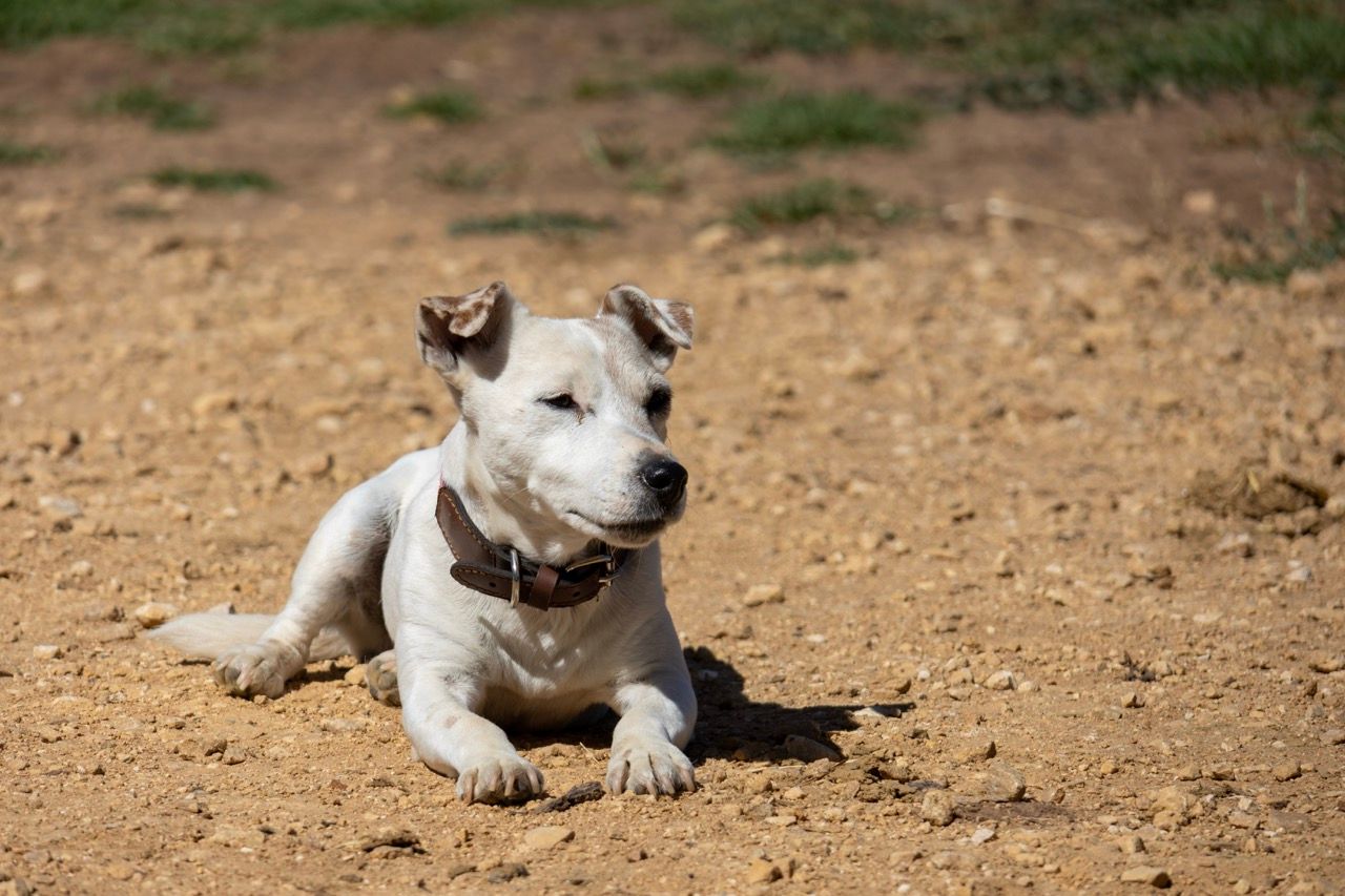 a white dog laying in the dirt