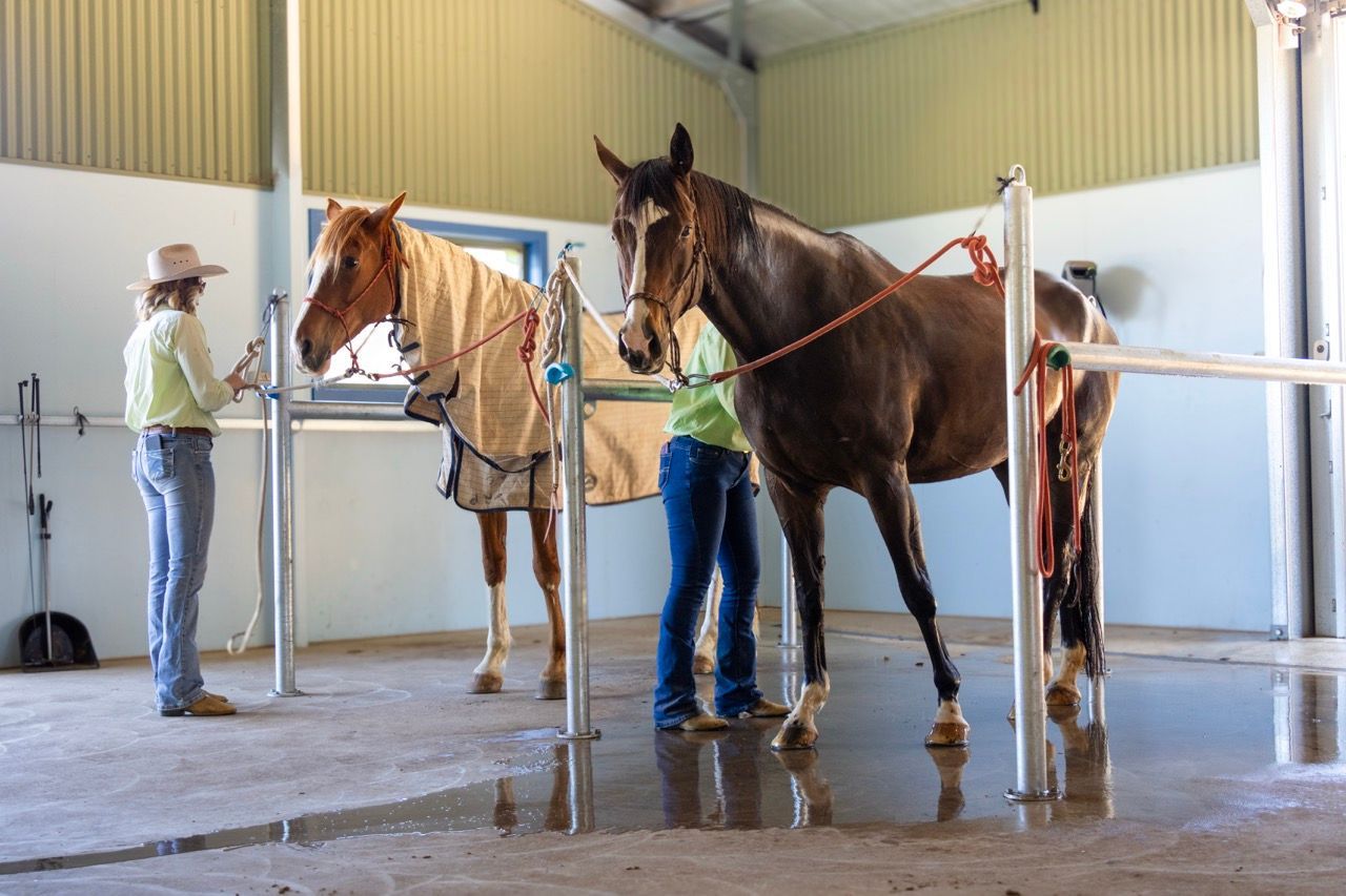 two horses in the wash bay