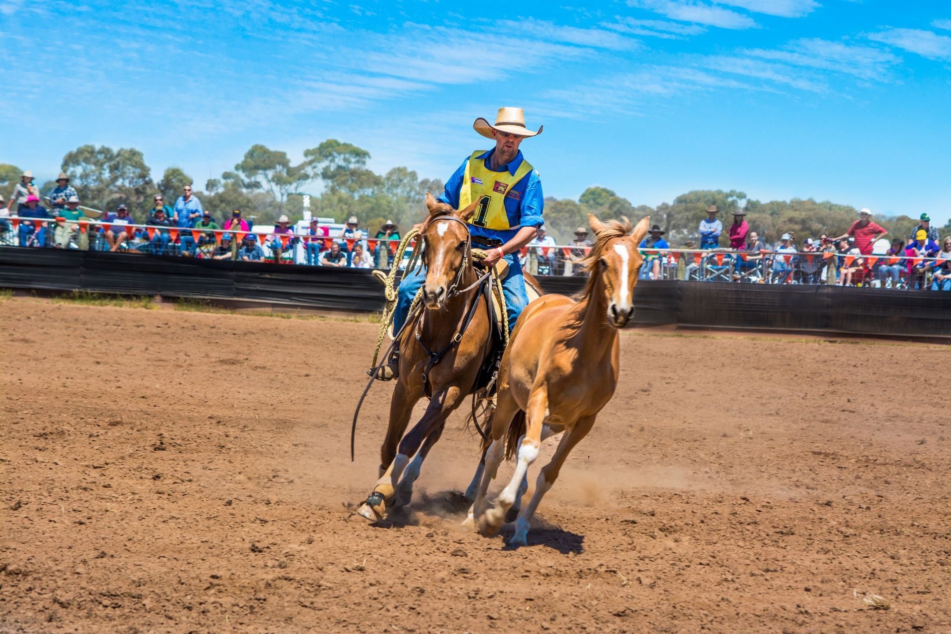 brumby catch in the cattle arena