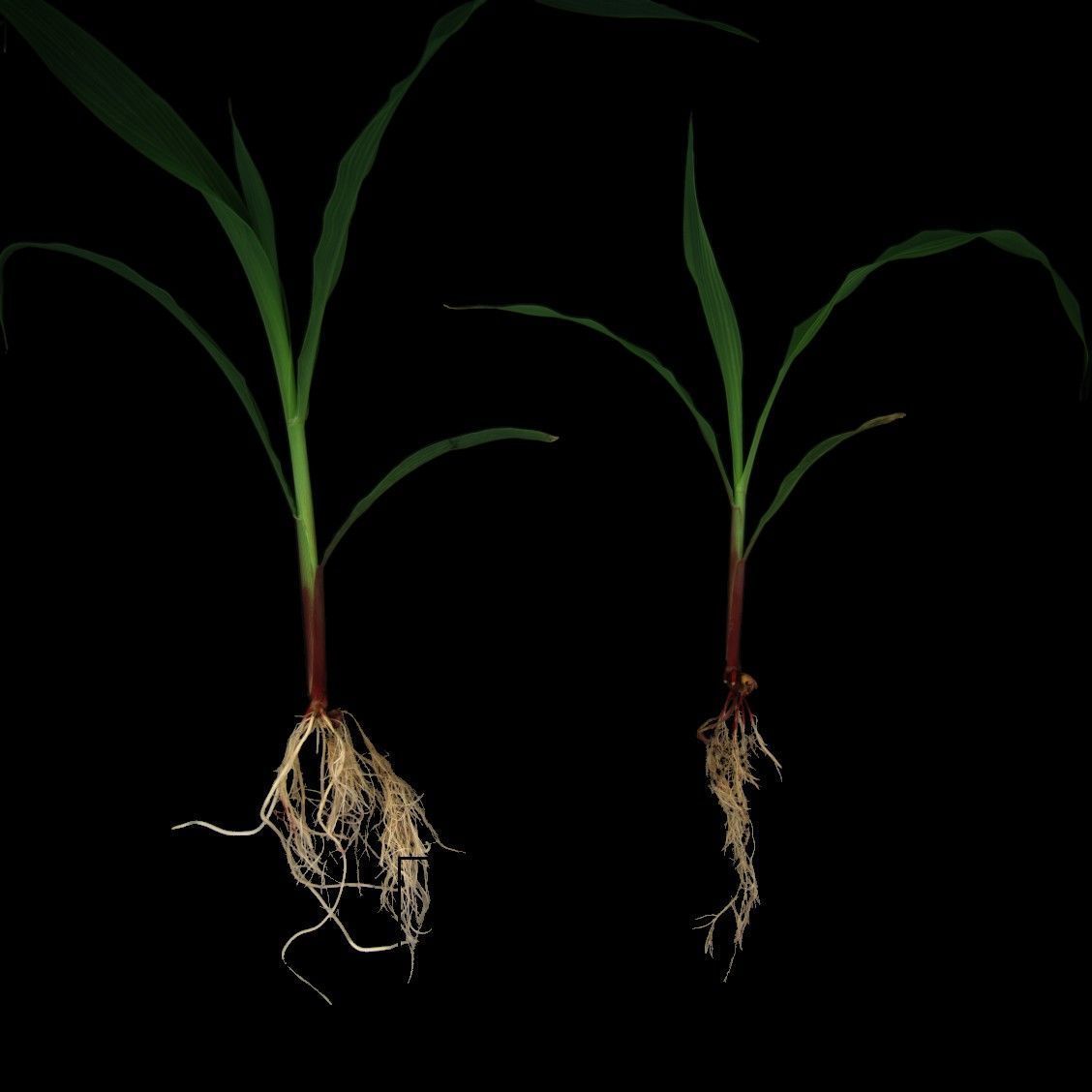 Two small corn plants imaged including root and shoot by using a Camera system for plant phenotyping in Wageningen.