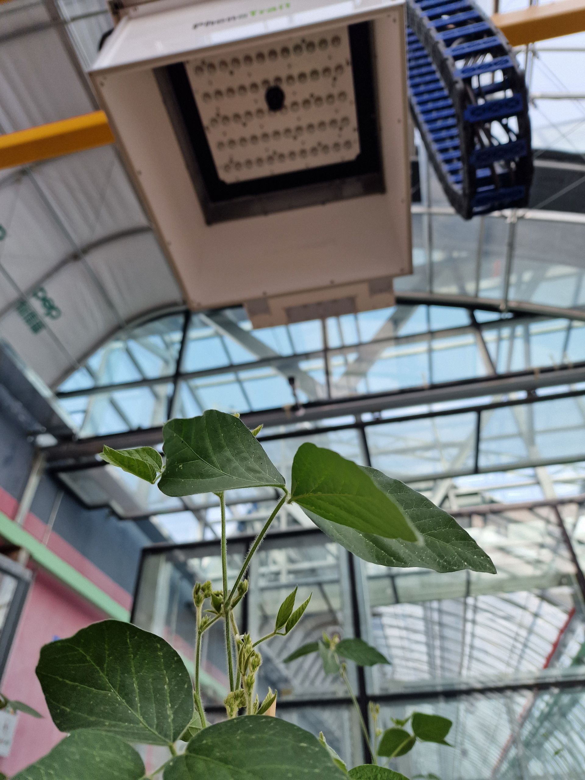 A Plant phenotyping camera system installed on a gantry, automatically imaging Soy plants in a greenhouse.