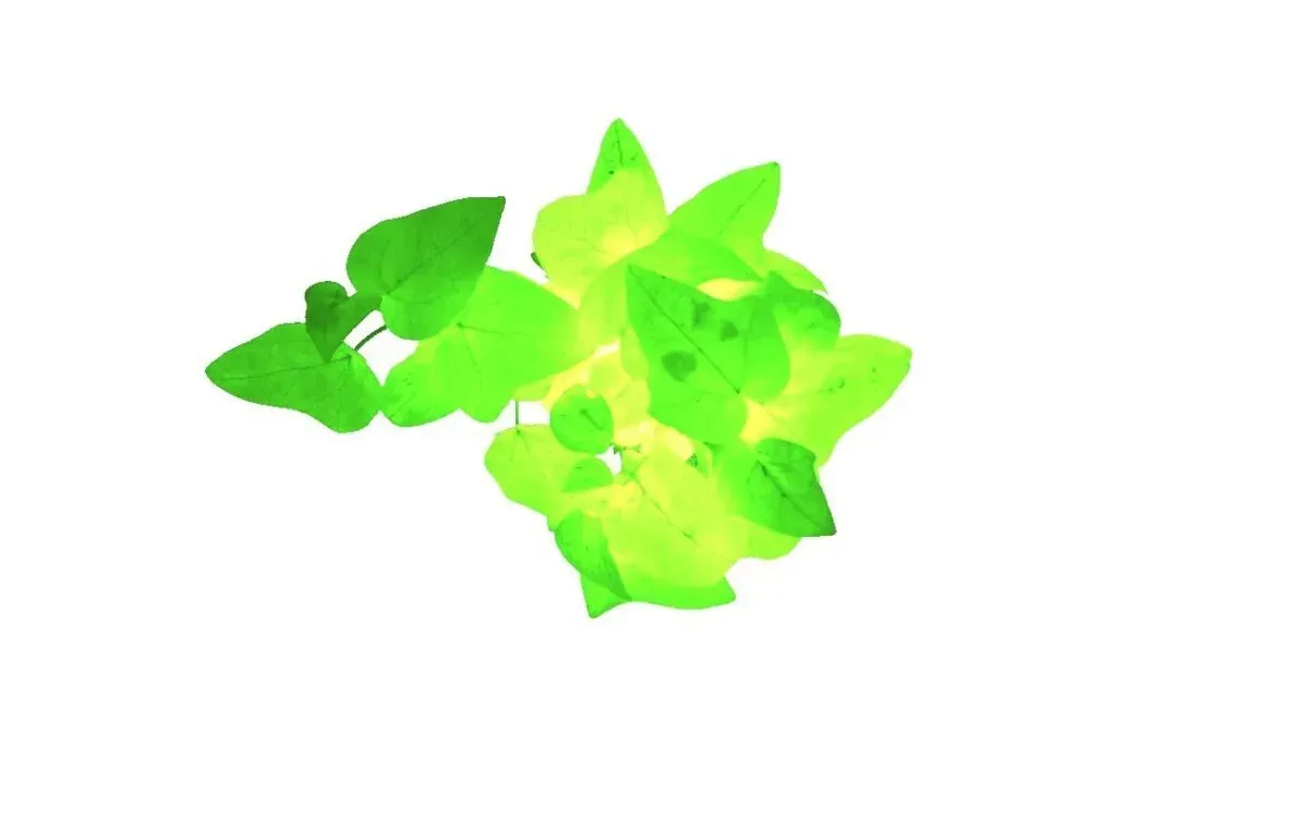 A bunch of green leaves on a white background