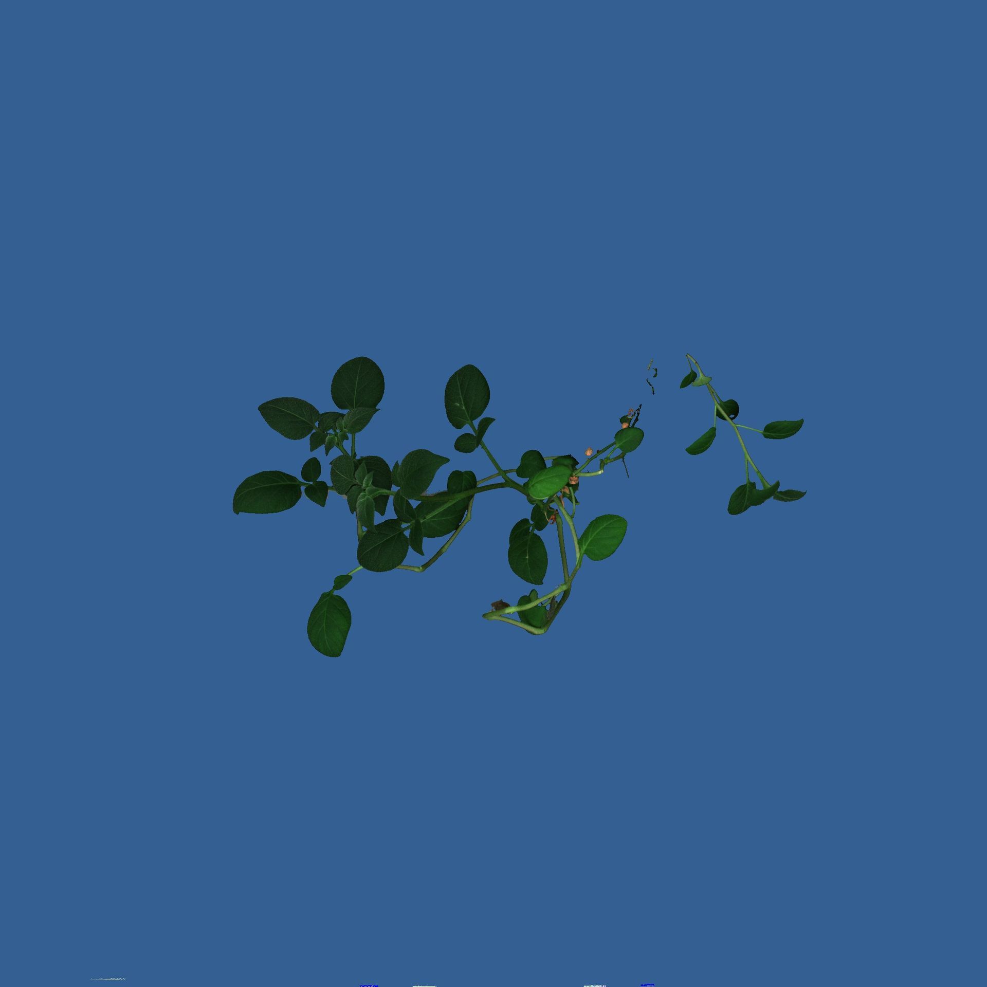 Soy plant imaged with PhenoVation's plant phenotyping camera, resulting in a color image.