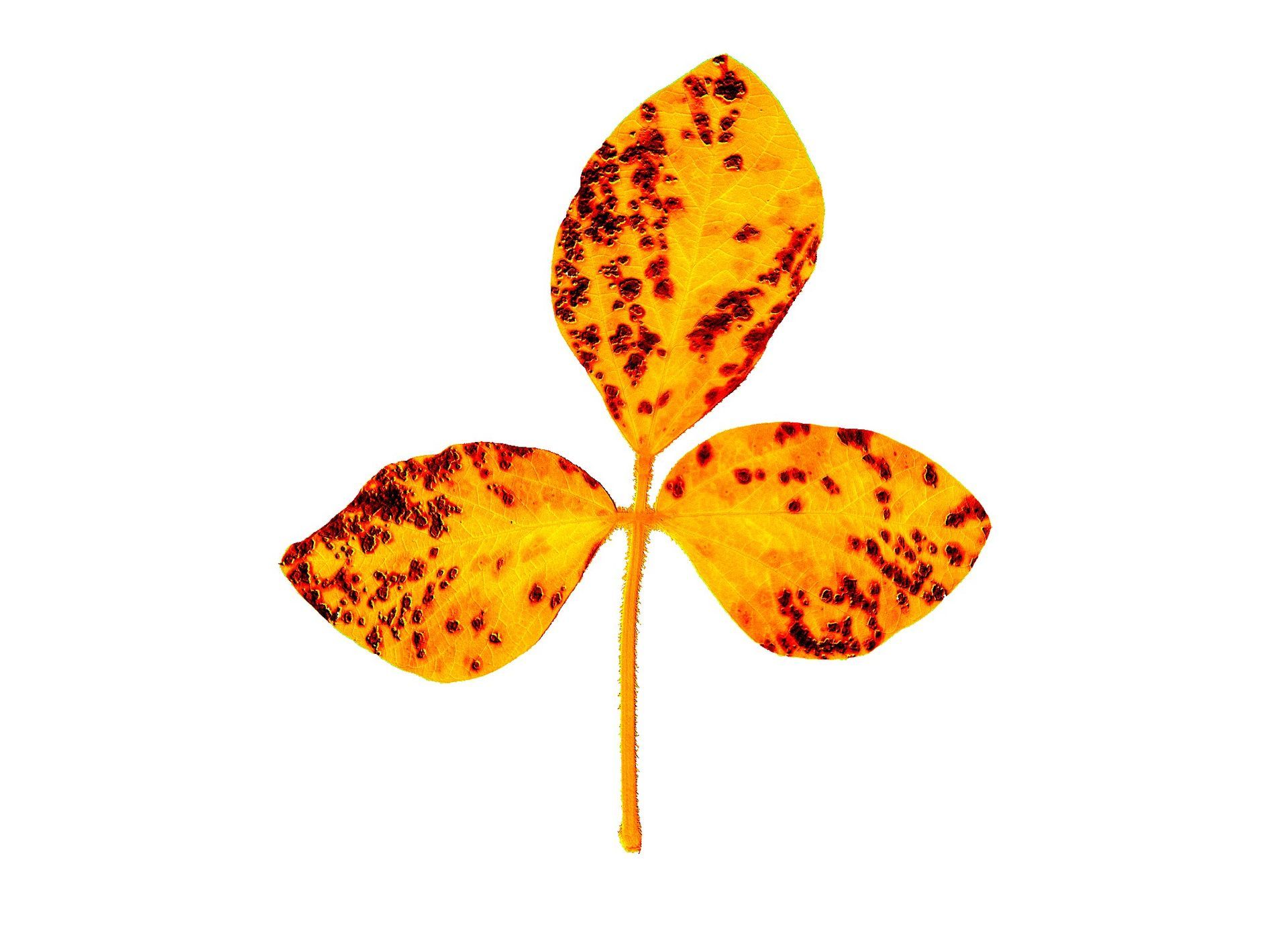 A soy plant imaged on efficiency of photosynthesis that is infected with a fungi.