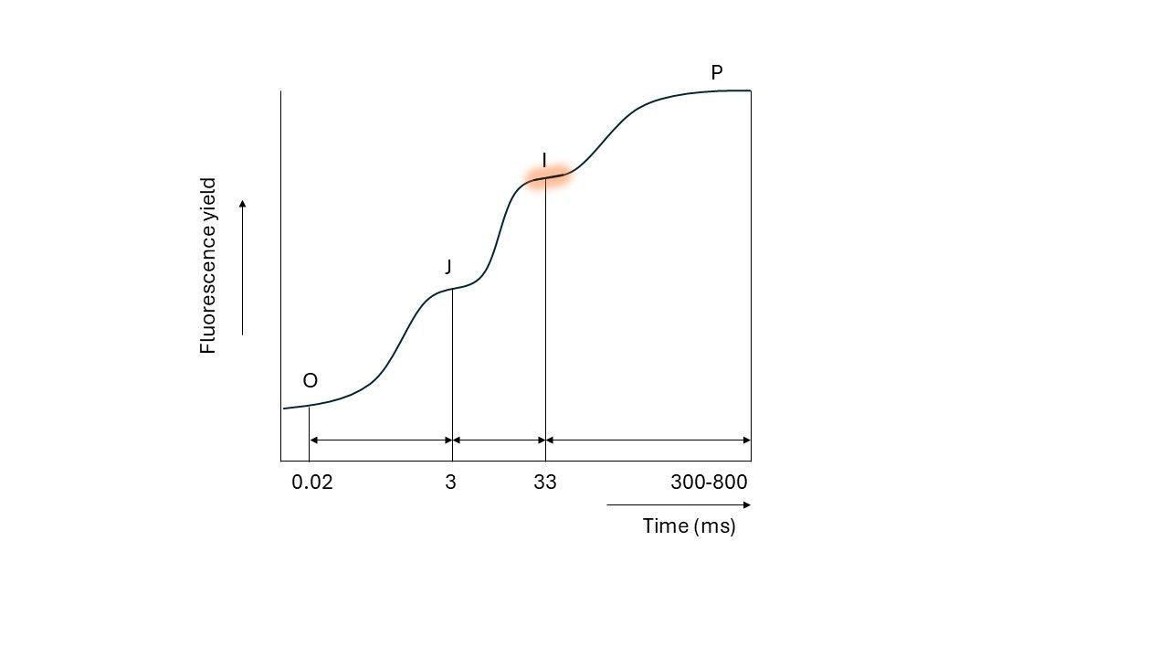 The I-plateau in the OJIP curve represents the moment when the oxidation of QA matches the reduction of QA. QA is oxidized because electrons can move to QB, as further downstream the electron transport chain, electrons begin to be accepted by plastocyanin (PC) and photosystem I (PSI). This creates room for electrons to move to QB, and the plastoquinone pool (PQ pool), causing the oxidation of QA.
