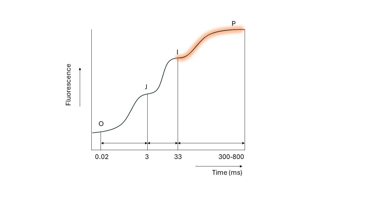 The fast rise in chlorophyll fluorescence yield from the I-plateau to the P-plateau. The P-plateau appears around 300 to 800 ms. Chlorophyll fluorescence rises to P, because PSI is not yet efficient. The electron transport chain becomes fully saturated with electrons, leading to reduction of QA, which leads to the final rise in chlorophyll fluorescence to the maximum.