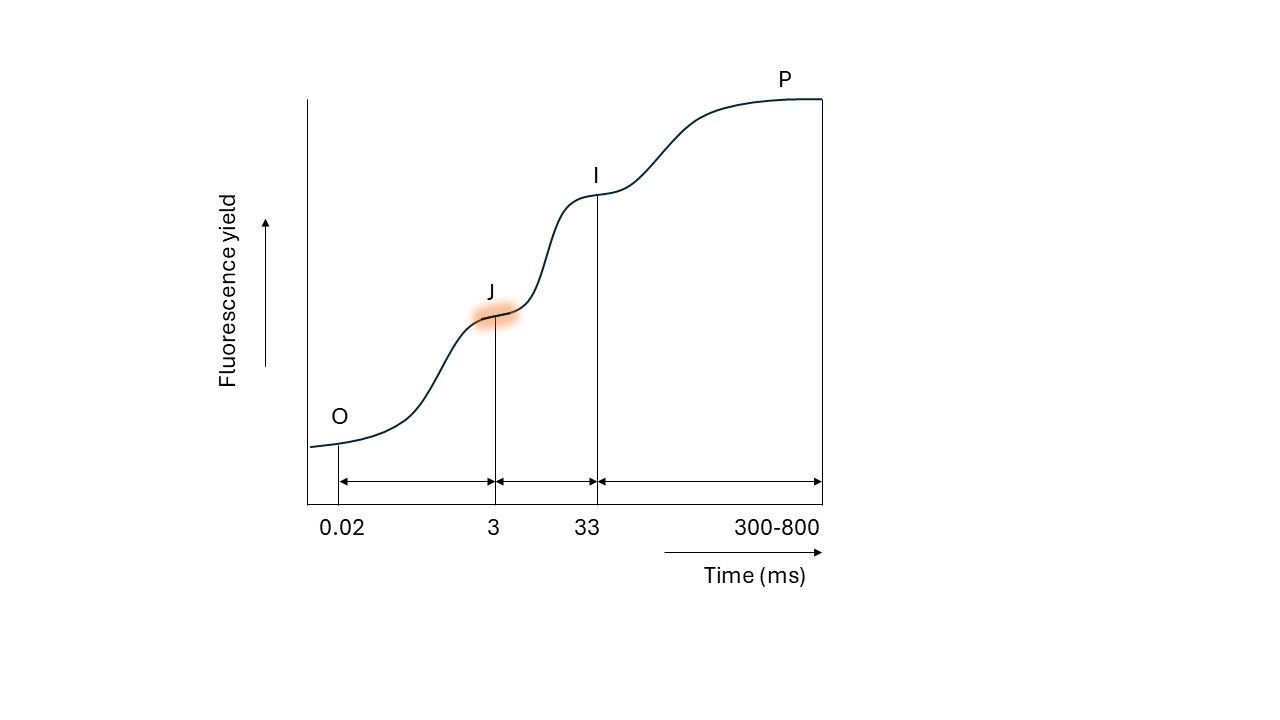 The J-plateau in the OJIP curve represents the moment when the oxidation of QA matches the reduction of QA. QA is oxidized by transferring the electron to the second electron acceptor, QB.