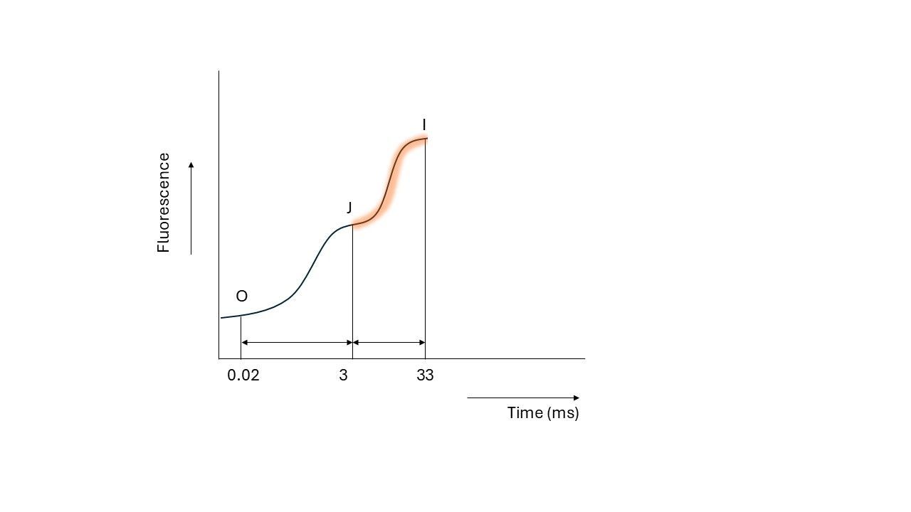 The fast rise in chlorophyll fluorescence yield from the J-plateau to the I-plateau. The I-plateau is measured after 33 ms. Chlorophyll fluorescence rises to I, because the protein complex cyt b6f inside the electron transport chain has a finite speed of passing electrons, which creates a bottleneck. This leads to the reduction of QA, which causes the fluorescence yield to rise.