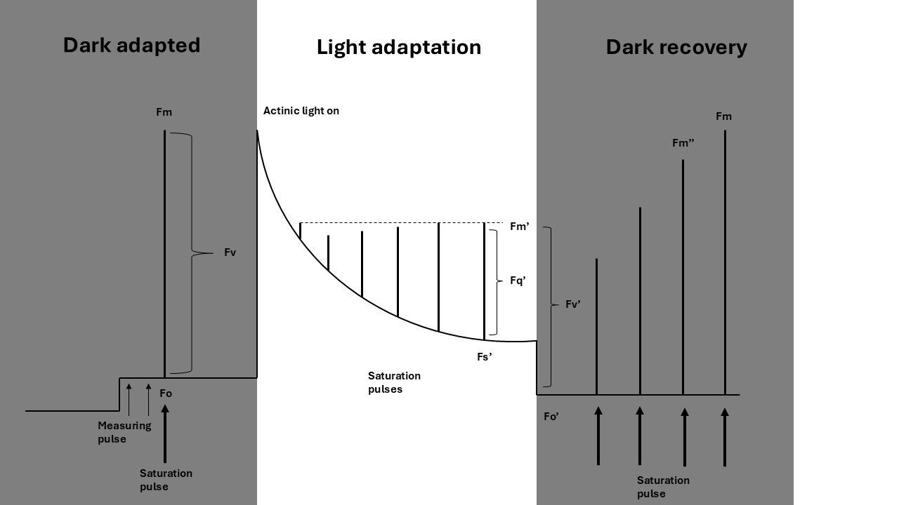 Explanation of PAM fluorometry quenching analysis. The sections are divided between dark adapted, light adaptation and dark recovery. Many parameters like Fv/Fm, ΦPSII, ΦNPQ, ΦNO, NPQ, qL, qP, qN, qE, qI, ETR can be calculated. Values of Fo, Fm, Fv, Fs', Fm', Fq', Fv', Fo', Fm'' are used for this. 