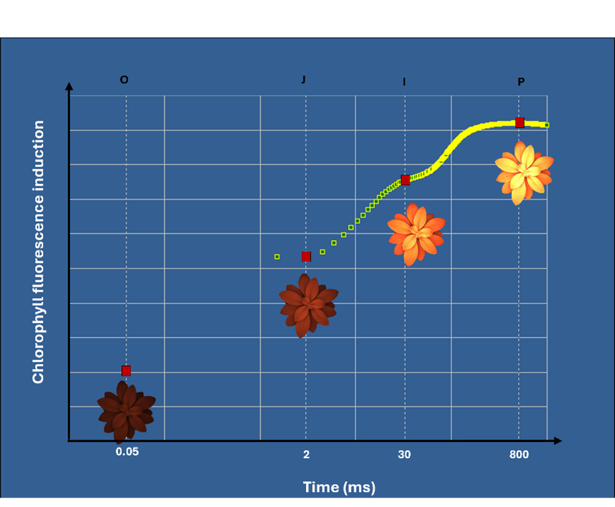 The graph resulting from an OJIP measurement, showing the different levels: O, J, I and P at 0.05, 2, 30 and 800 ms respectively. 