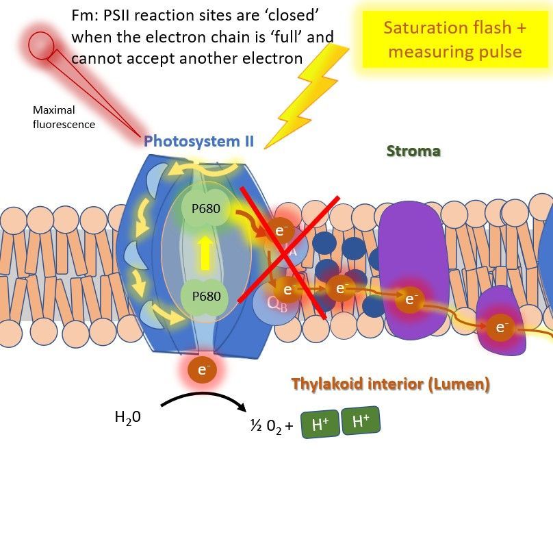 Illustration of photosystem II (PS2) being illuminated with a saturation flash and a measuring pulse to measure maximal fluorescence (Fm). 