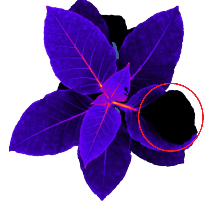 A tobacco plant imaged on GFP green fluorescence protein.