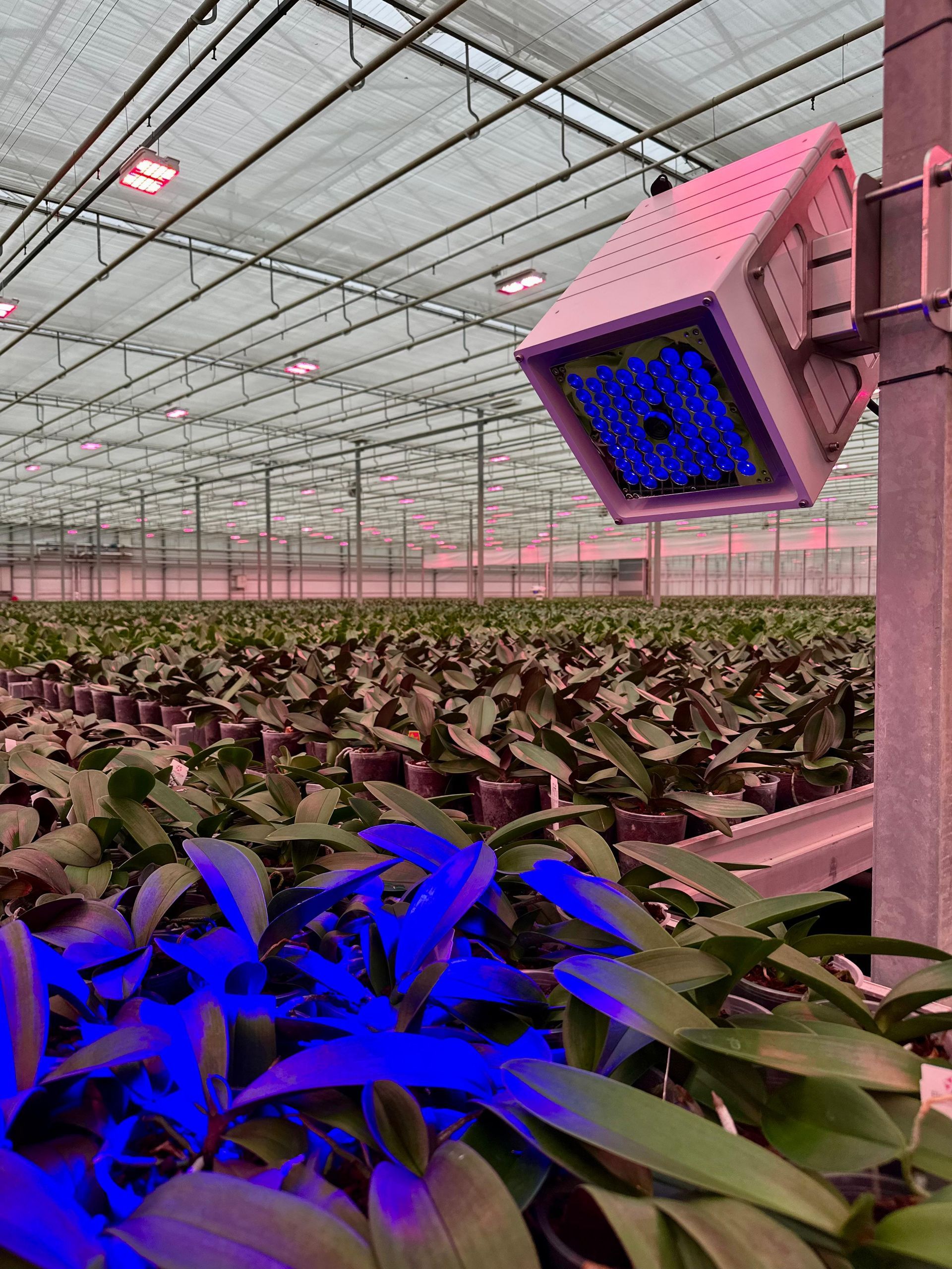 CF2GO sensor in a orchid greenhouse