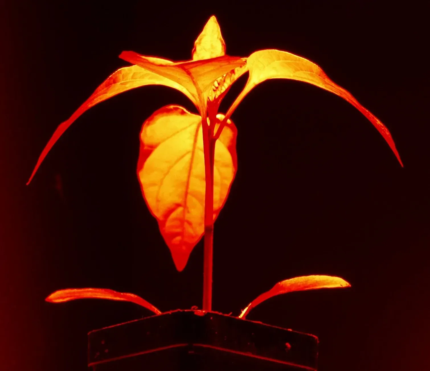 A small plant with red leaves is lit up in the dark