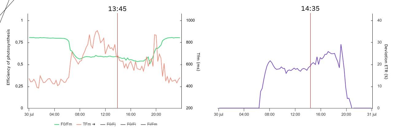 Figure where we show real greenhouse data from a commercial Phalaenopsis greenhouse. The time to reach maximal fluorescence (Tfm) was dropping one hour before the efficiency of photosynthesis decreased and the deviation ETR increased. The effect is probably caused by the depletion of the malate reserves in the plant, where light is used less efficiently for photosynthesis because CO2 was running out. 