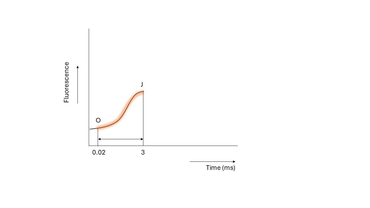The fast rise in chlorophyll fluorescence yield from initial fluorescence (Fo) which is the minimal fluorescence, measured after 0.02 ms, to the J-plateau (measured after 3 ms). The fluorescence rise to J represents the reduction of QA.