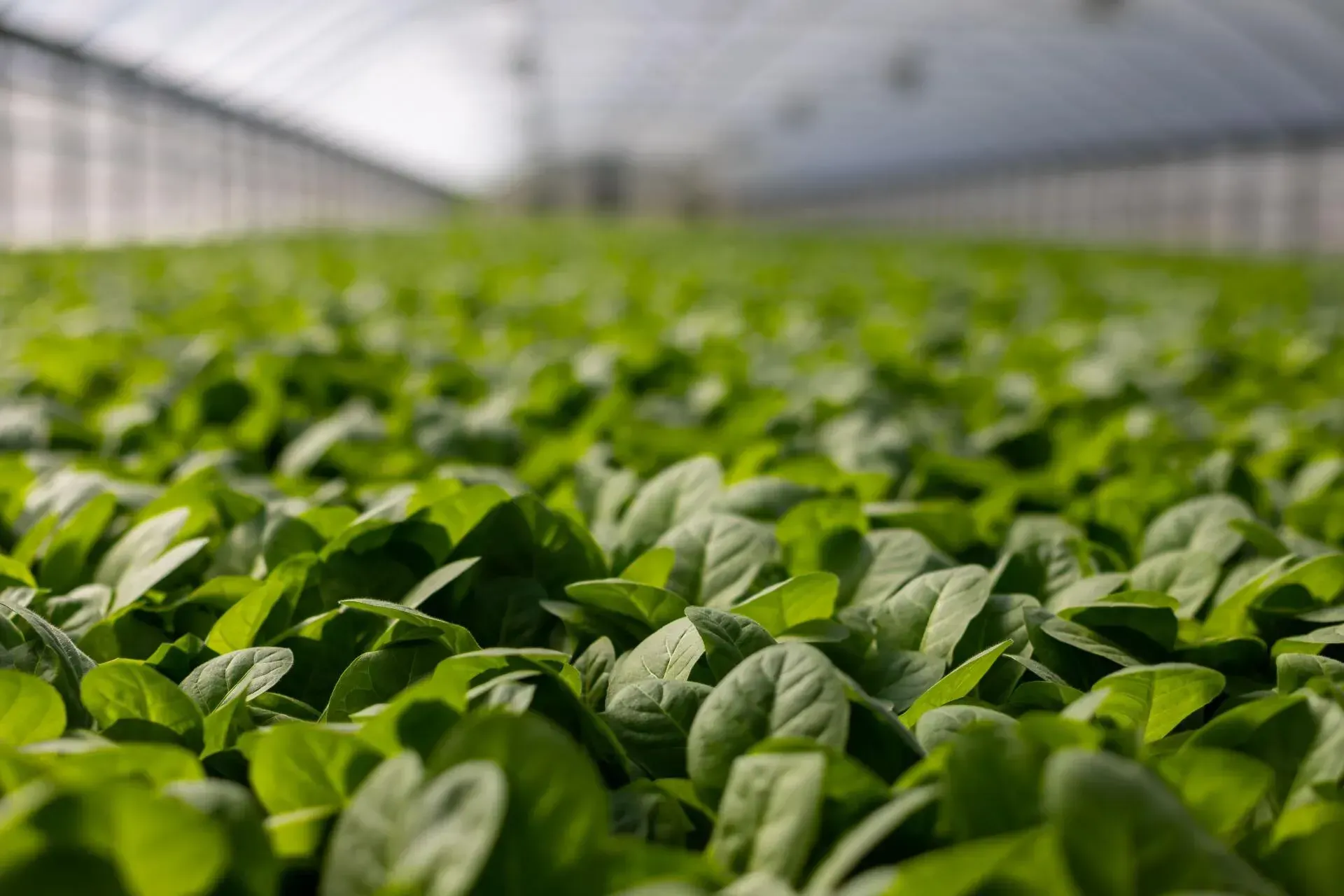 A greenhouse filled with lots of green plants growing in it.