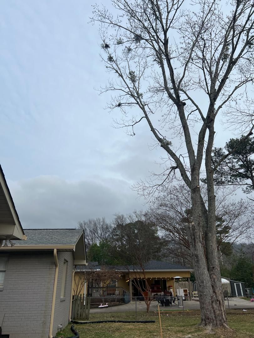 before/after photos of tree pruning in Huntsville AL