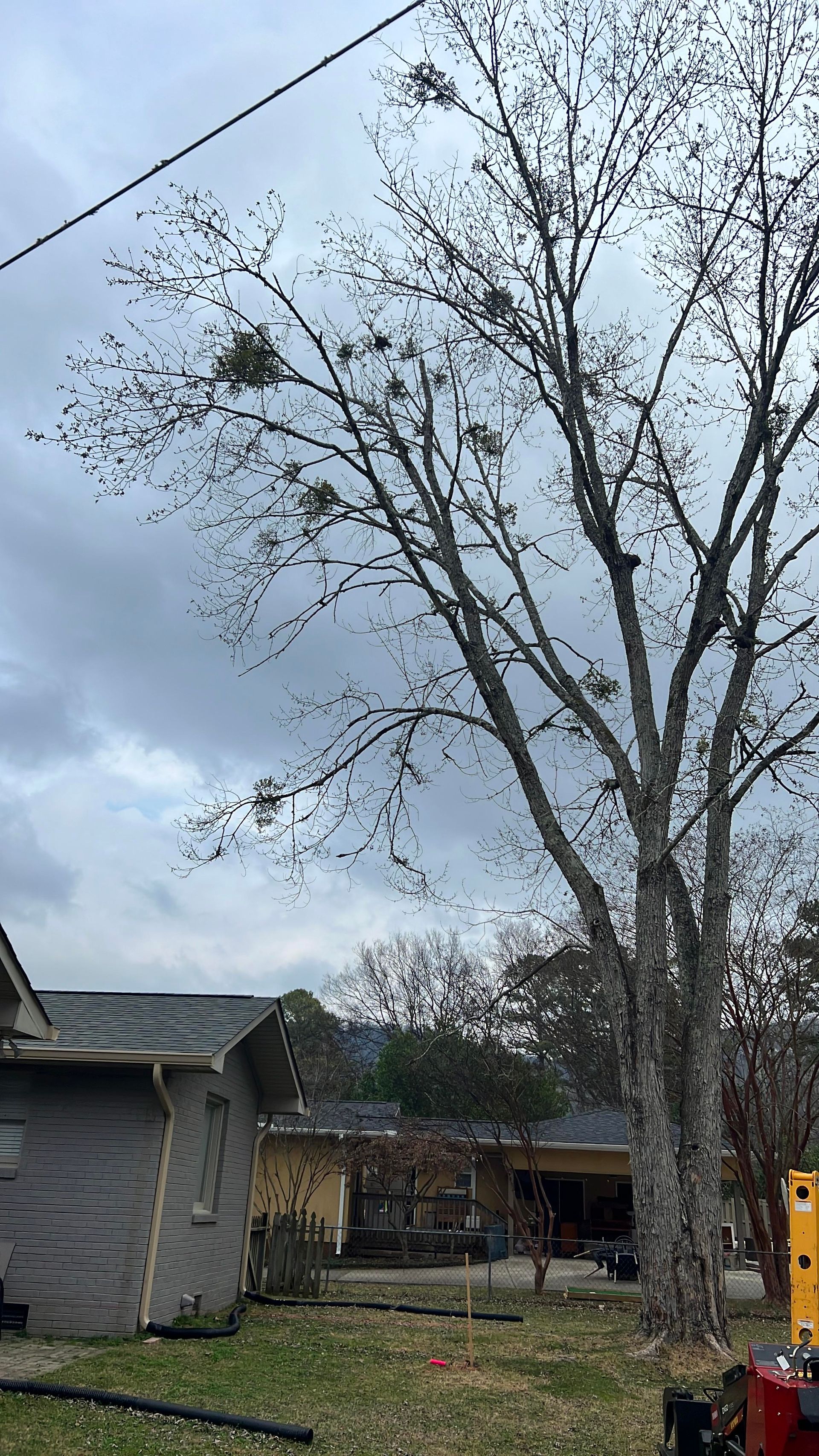 before/after photos of tree pruning in Huntsville AL
