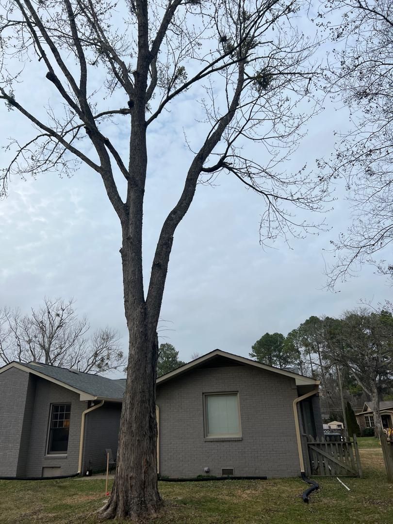 before/after photos of tree pruning in Huntsville AL