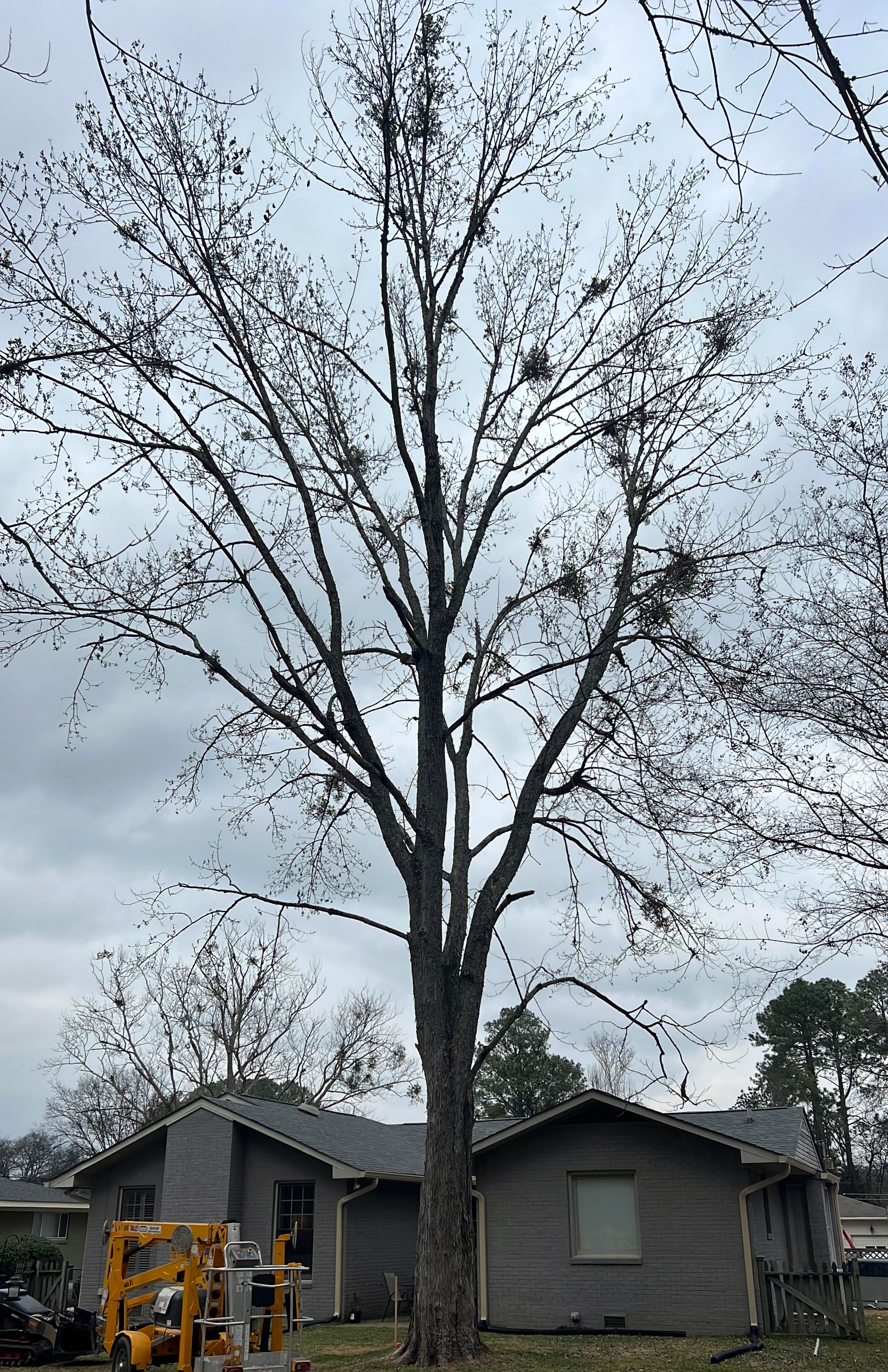 before/after photos of tree pruning in Huntsville AL