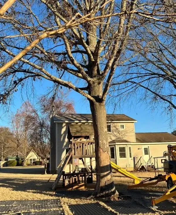 Before Tree and stump removal Kathy Circle Huntsville AL