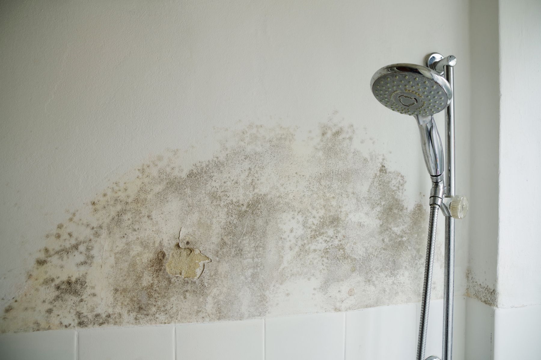There is a shower head in the bathroom with mold on the wall.