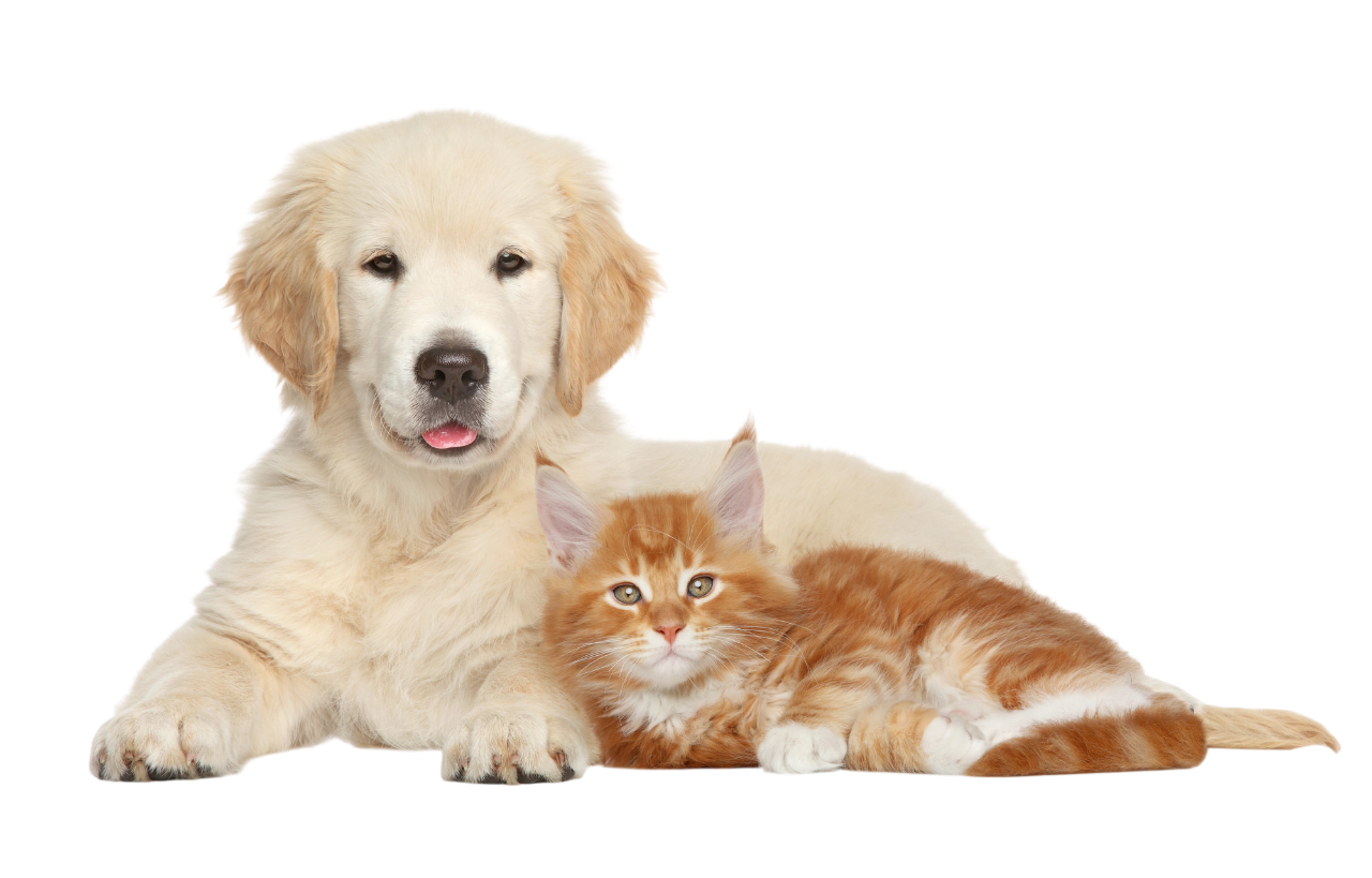 Cachorro golden retriever y gato atigrado naranja acostados juntos.