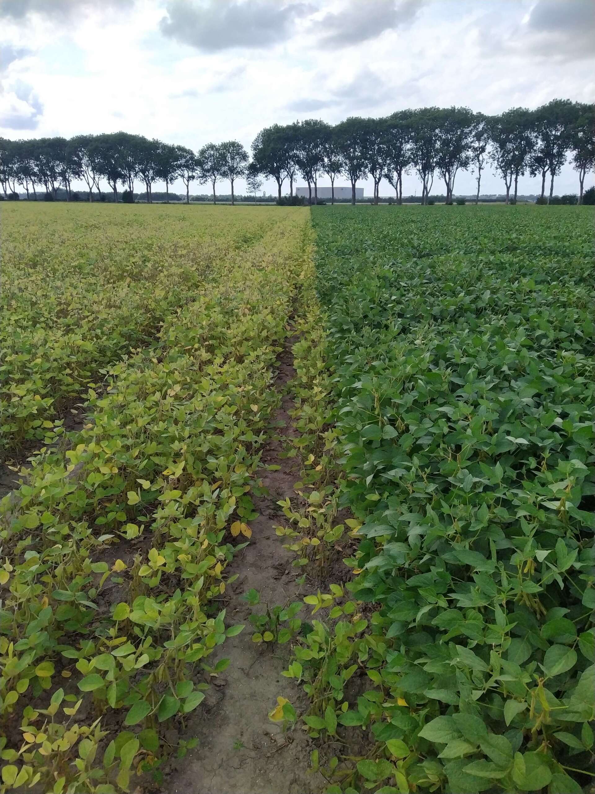 Verschil in vroegheid / rijpheid van sojaboon rassen