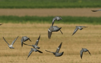 Sojabonen in de polder