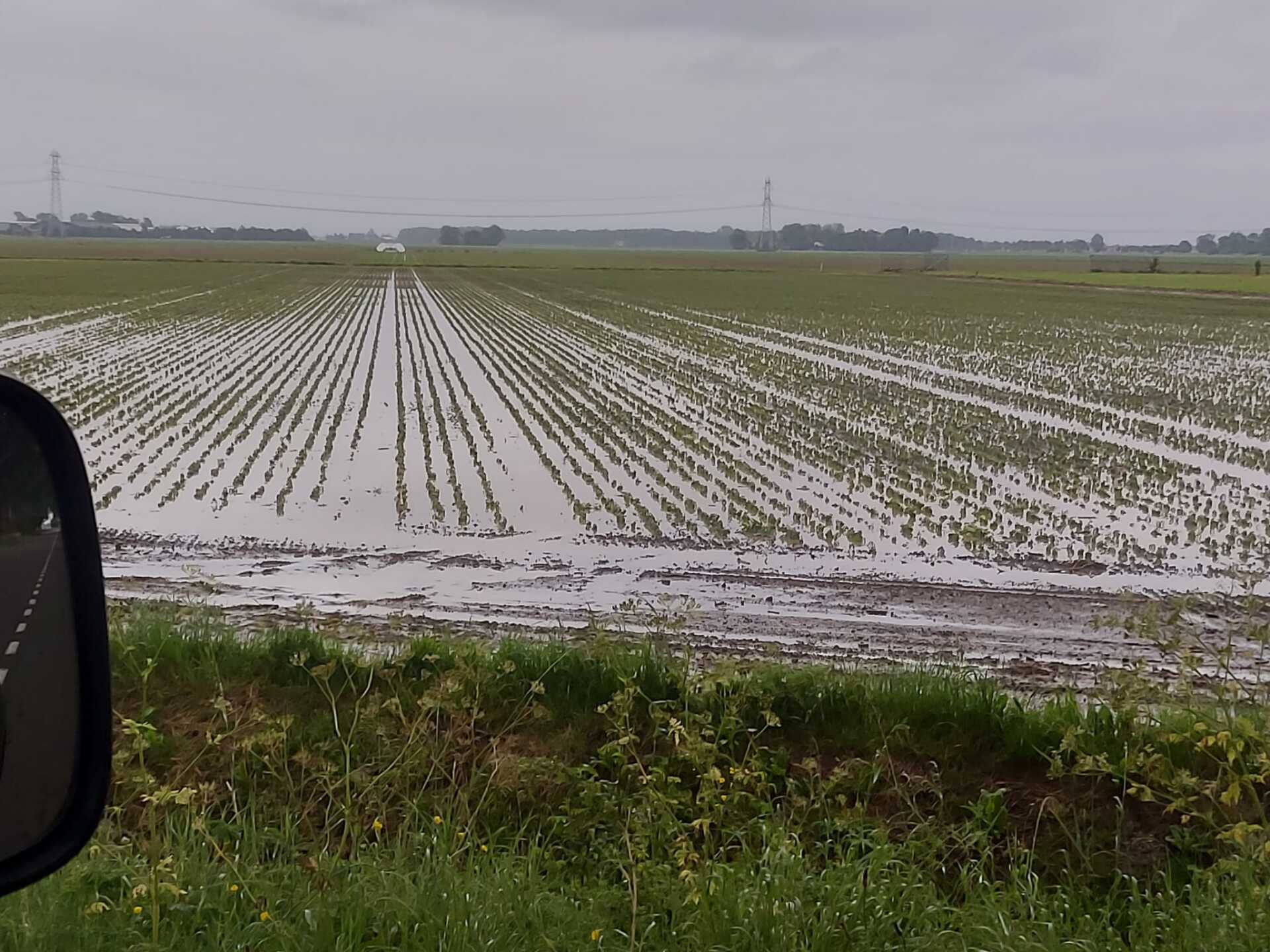Sojabonen in de polder