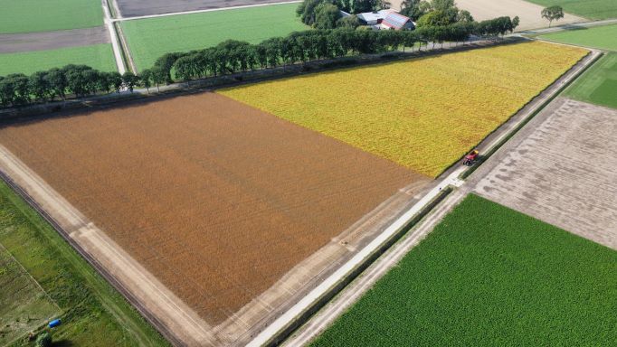 Eerste oogst 12 september 2022