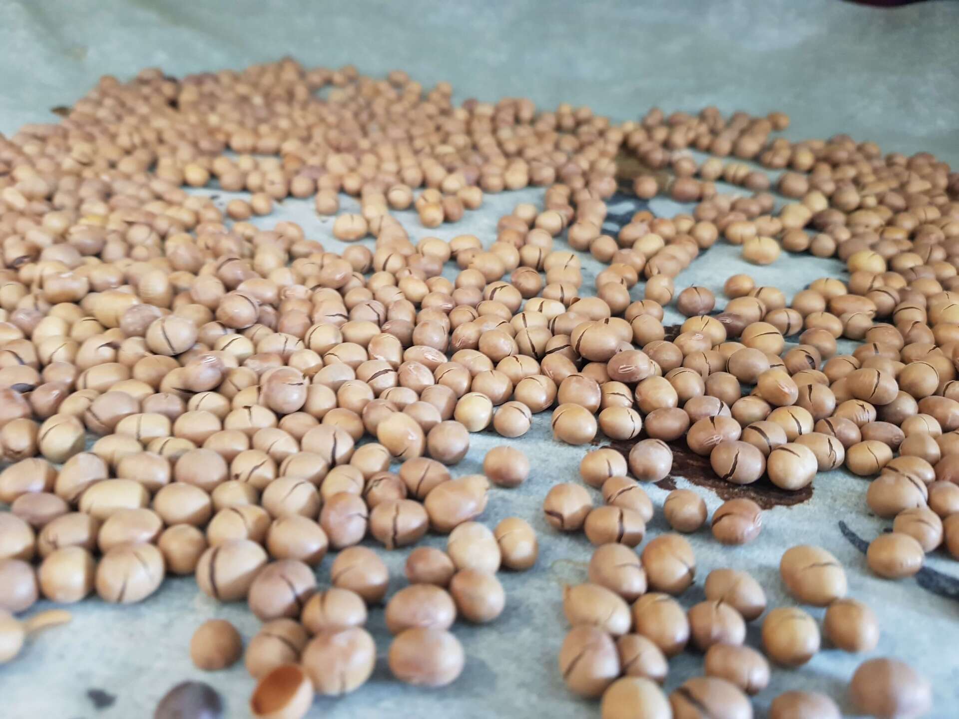 Zelf geroosterde sojabonen ('borrelboontjes') maken Koken met soja van NL-soja.nl