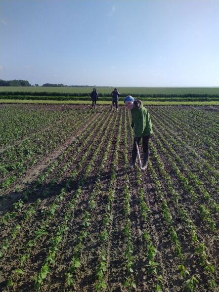 Mederwerkers in de polder Mederwerkers in de polder