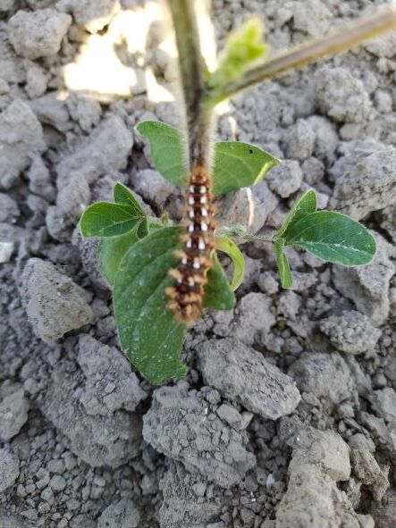 Sojabonen in de polder