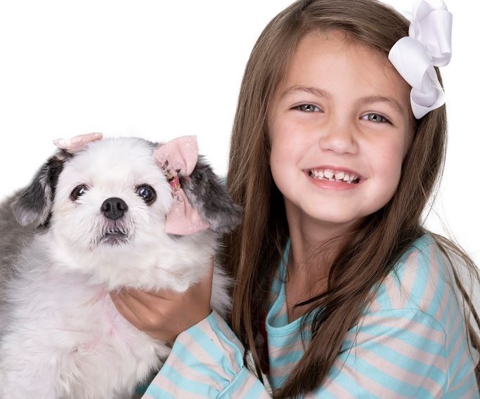 Smiling girl holding a small white dog with pink bows on a white background