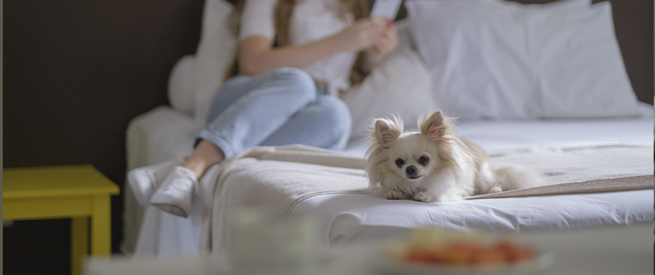 Uma mulher está sentada em uma cama com um cachorrinho.