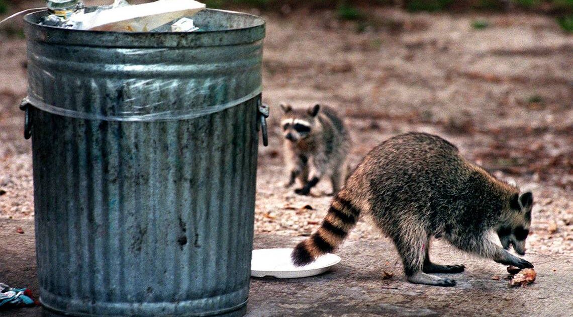 Keeping Raccoons out of Garbage & Trash Cans