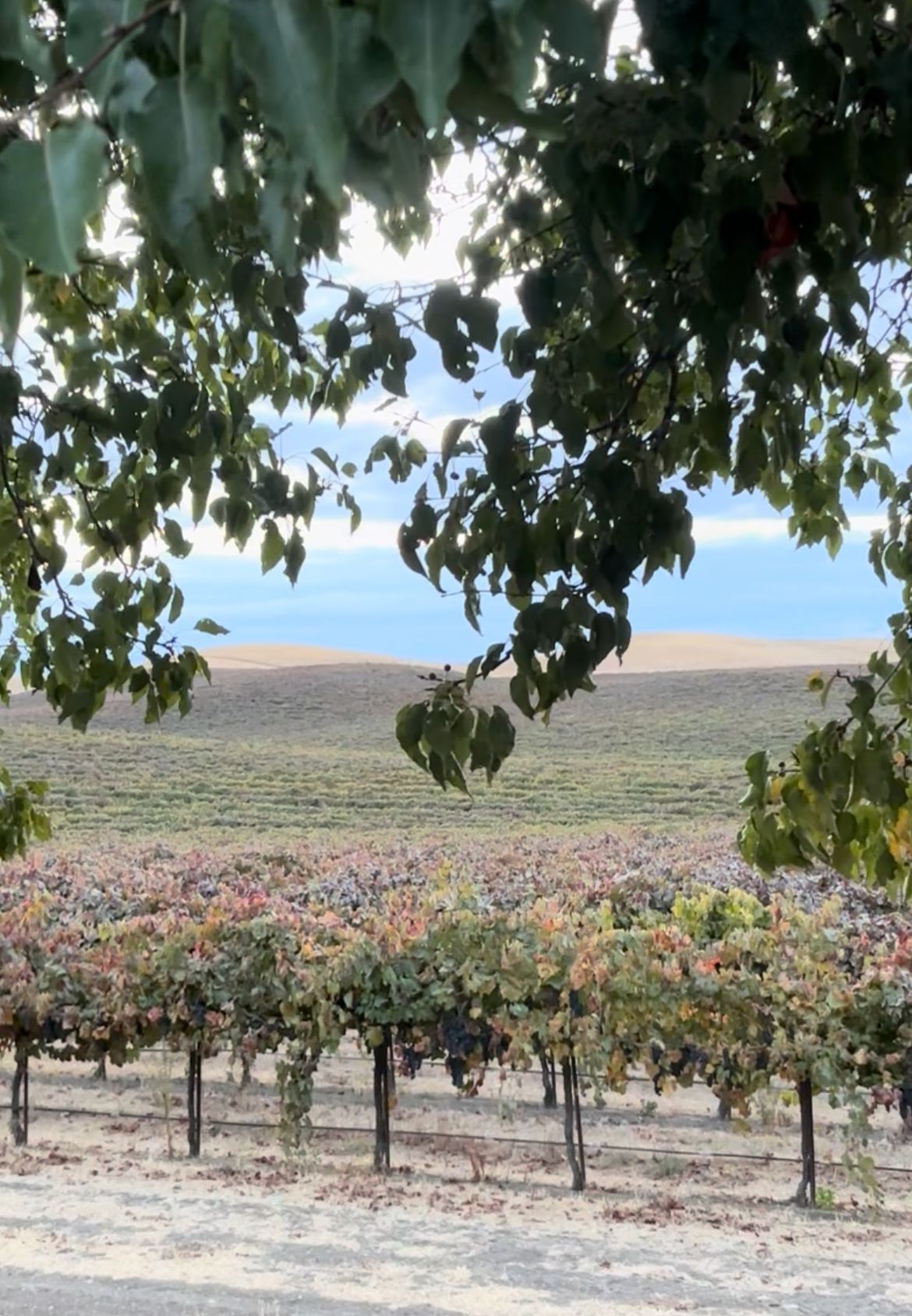 Zamora Hills Ranch vineyard wedding venue with panoramic countryside views in Northern California.