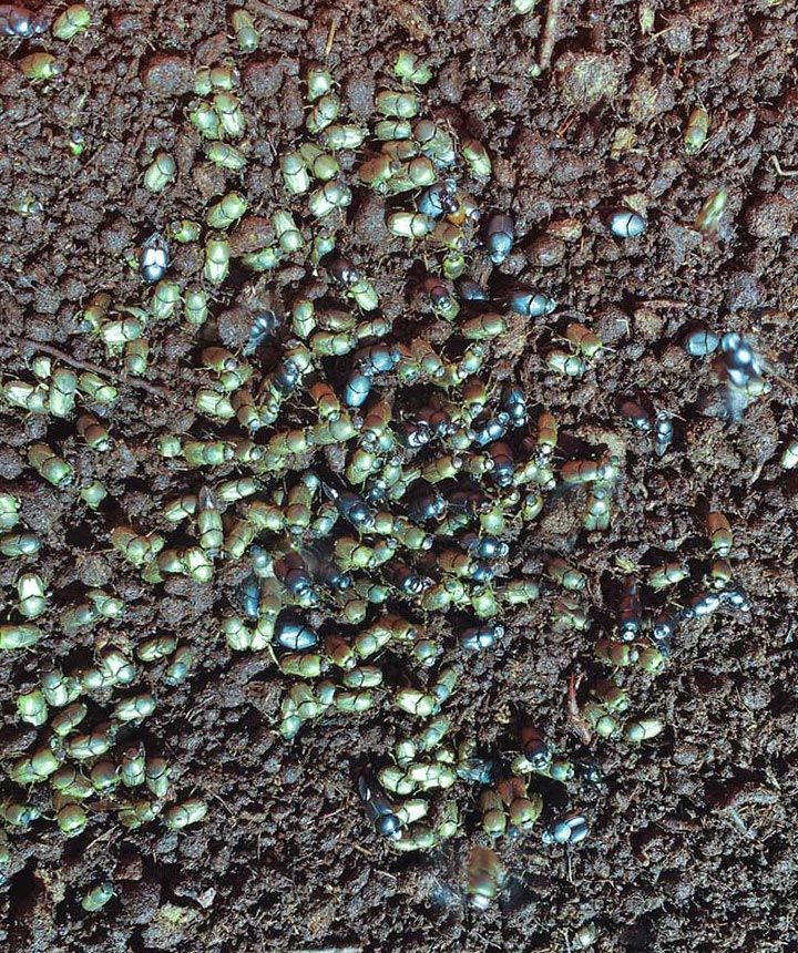 Dung beetle species, Onthophagus taurus. Photo by Sandra Lea Dung beetle species, Onthophagus taurus. Photo by Sandra Lea