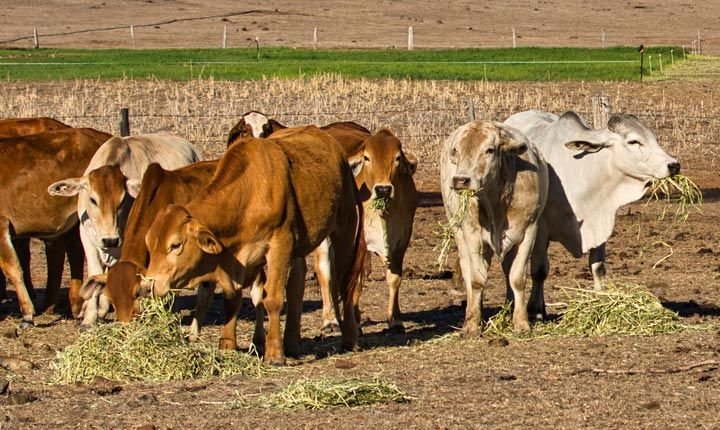 Brahman Cattle Feeding on Rural Australian Cattle Station