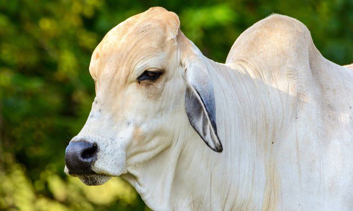 Northern-Stock-Water_Brahman_Heifer_Supplements_Phosphorus