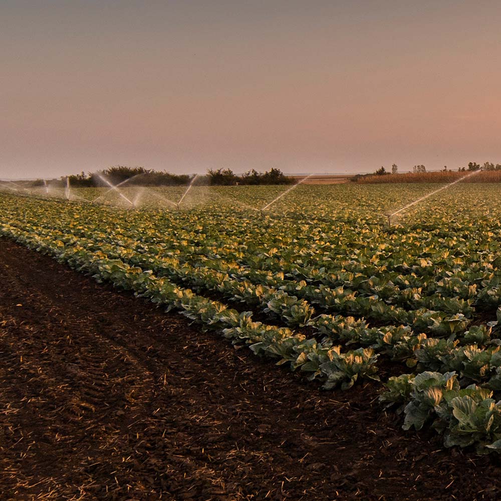 A field of crops is being watered with sprinklers on a farm