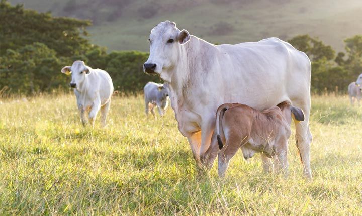 A cow is nursing her calf in a grassy field.