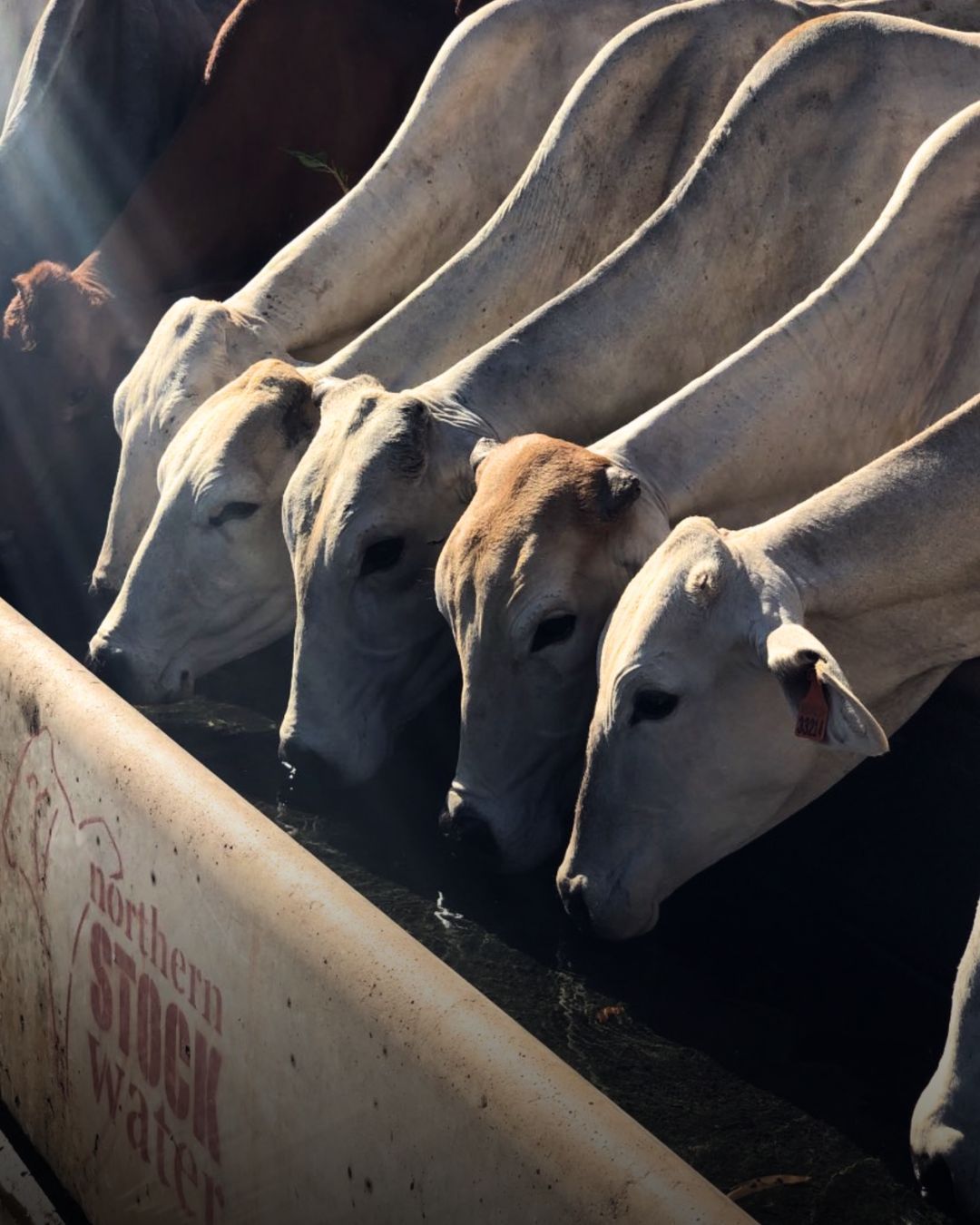 Cow and calf