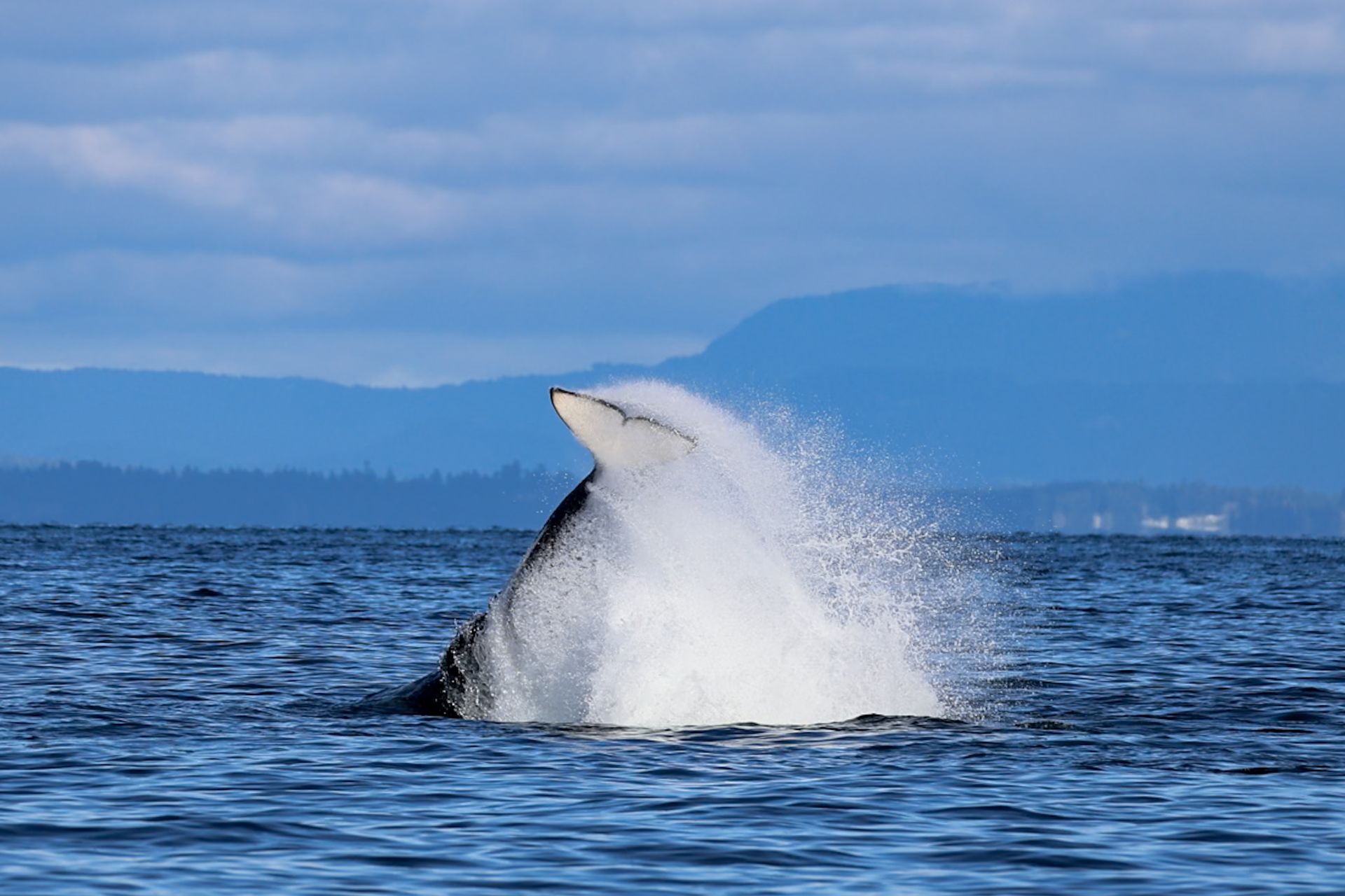 Een walvis springt uit het water, spat water op en in de verte zijn bergen te zien tegen een bewolkte hemel.