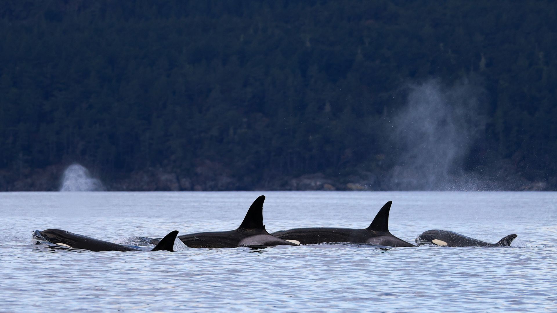 Drie orka's komen boven water in het woelige, grijze water nabij een donkere kustlijn.